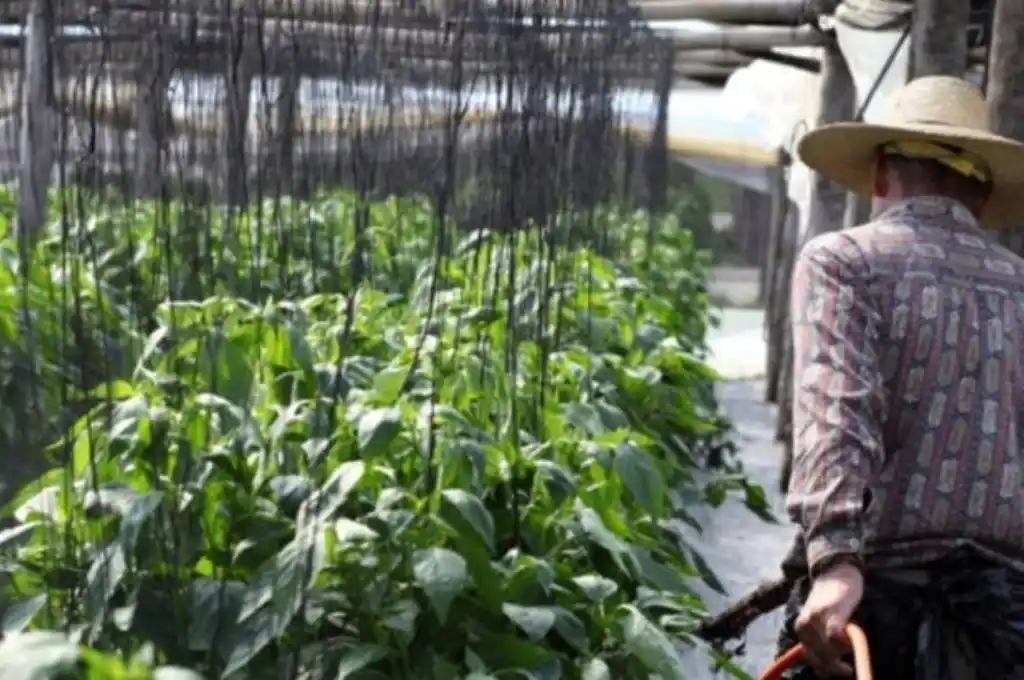 Declaran la emergencia agropecuaria para el sector hortícola correntino