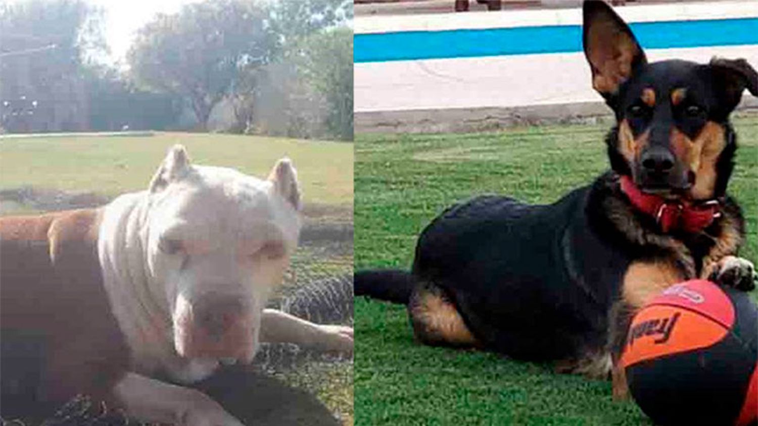 Una perrita salvó a otra de morir ahogada en una pileta