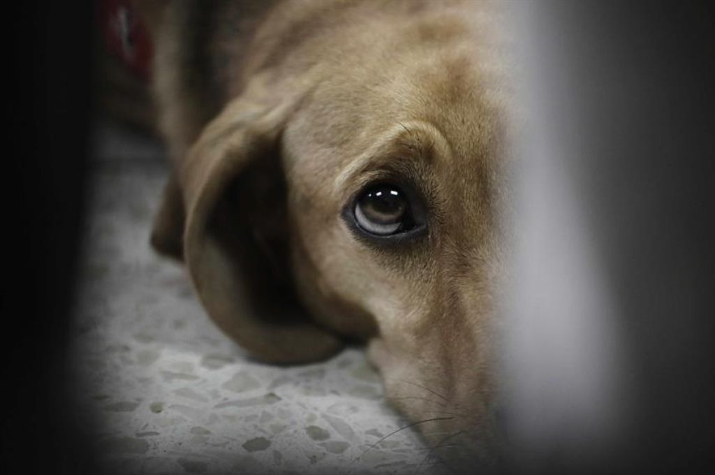 Zoofilia en Berisso: un hombre violó a una perrita y los vecinos casi lo linchan