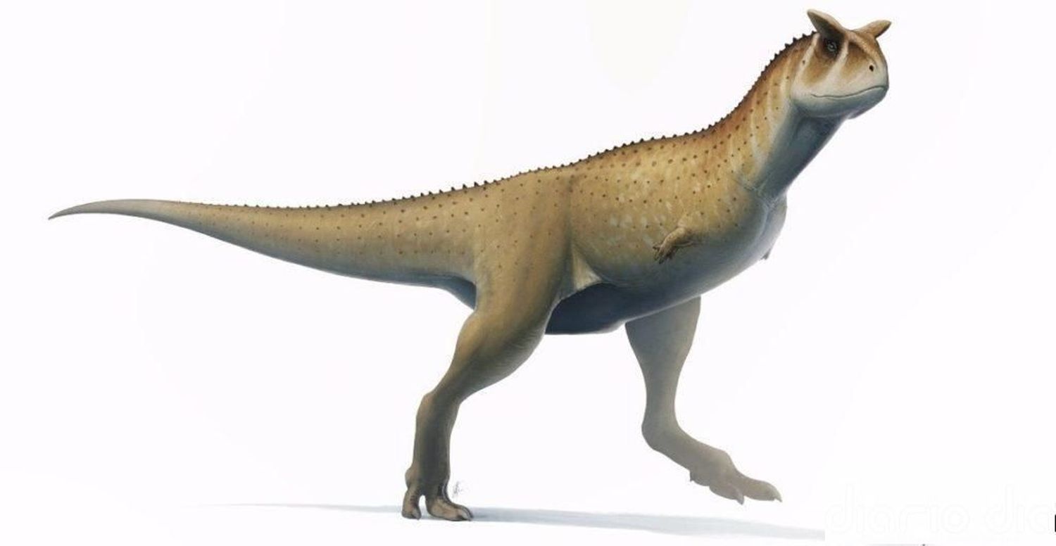 Excavan en Argentina un inusual fósil de dinosaurio sin brazos