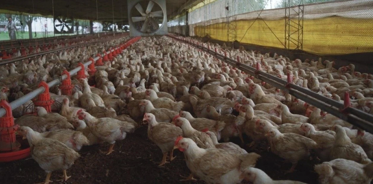 FARER destacó el acuerdo con China por la venta de pollos y nueces