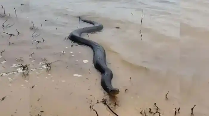 Apareció una anaconda amarilla en una playa y sorprendió a los que estaban tomando sol