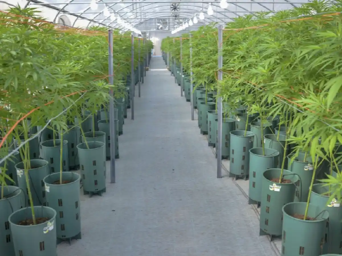 Conformaron la Mesa del Cannabis y el Cáñamo Industrial para coordinar y articular tareas