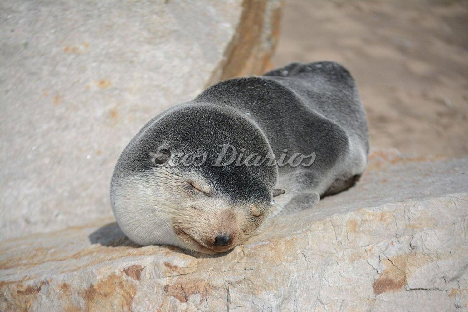 Presencia de lobos marinos subantárticos