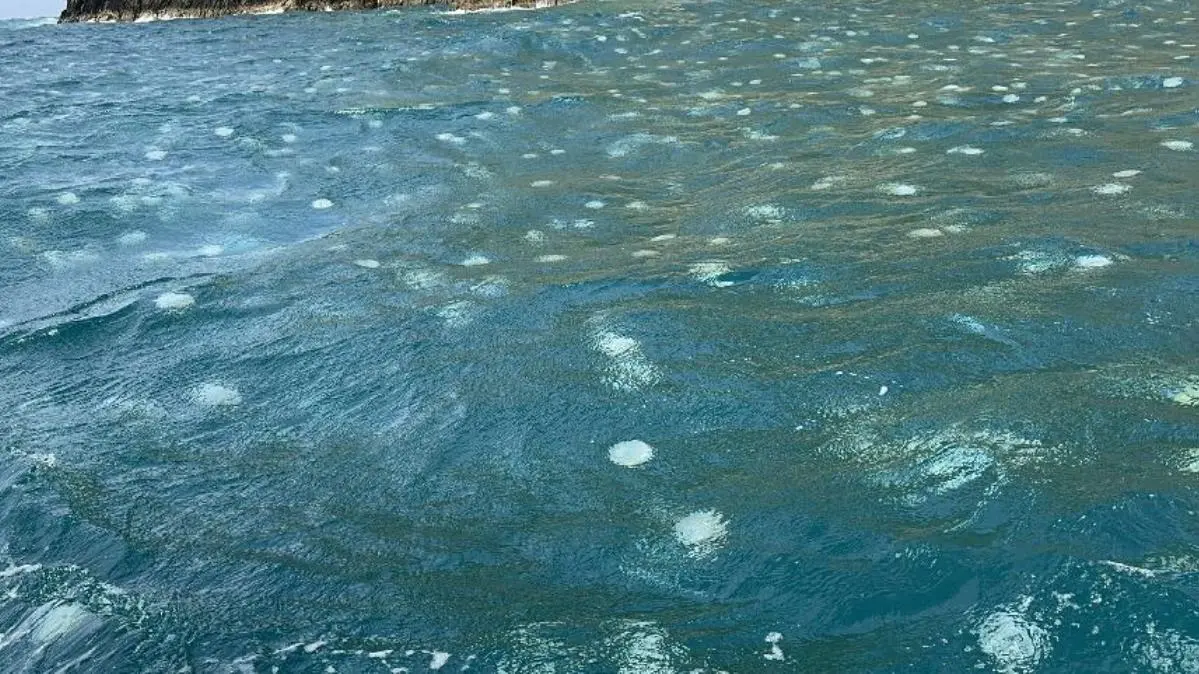 Científicos investigan el extraño brote de medusas «bola de cañón» en la costa aragüeña