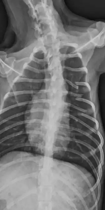 El perrito terminó con seis huesos rotos