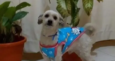 Buscan a Camilo