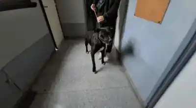 El insólito descargo de la mujer que acabó detenida por violar a su perro