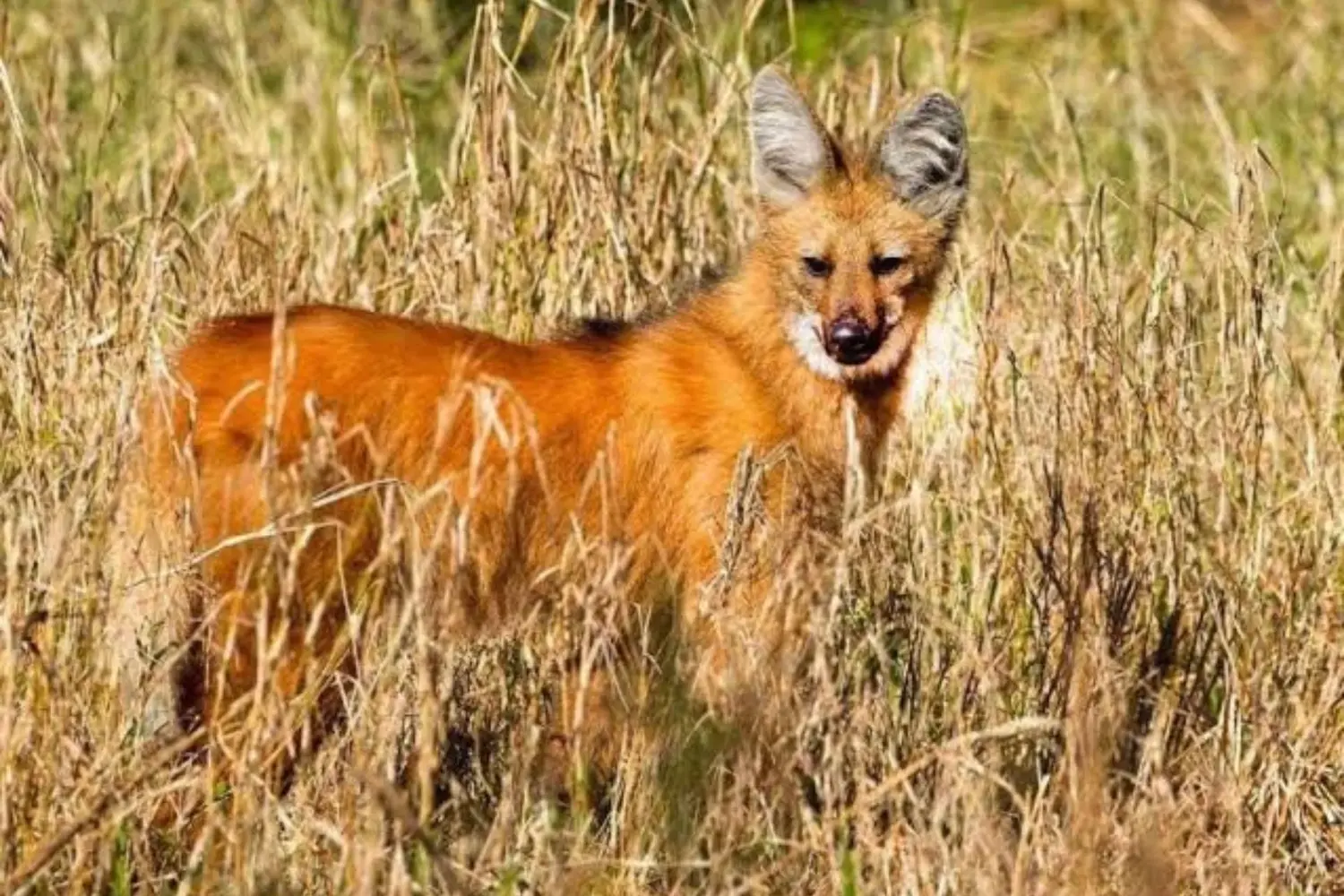 Rescataron un ejemplar de aguará guazú en Gualeguay