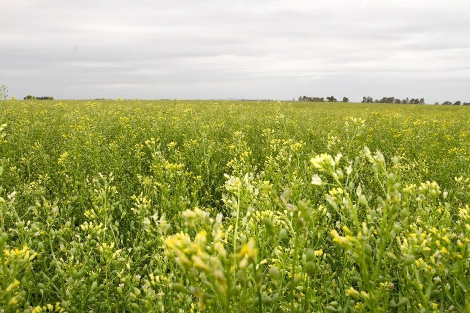 La camelina, una oportunidad de los biofuels en la agricultura