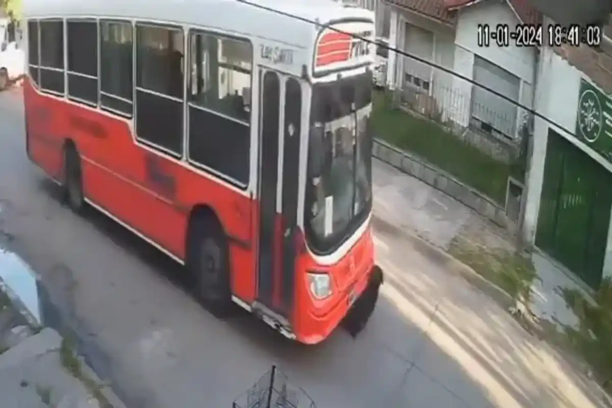 El colectivo en el instante que arroya al canino.