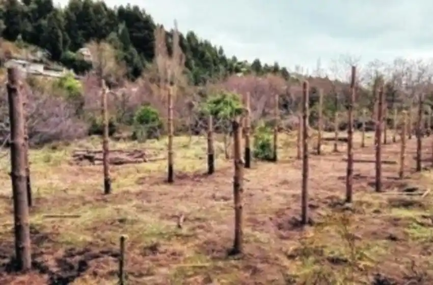 Un fallo judicial frenó la entrega de tierras del Ejército a una comunidad mapuche