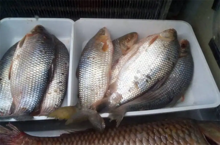 Gualeguay: transportaban 4.500 kilos de pescado ilegal, pero igual se los dejaron