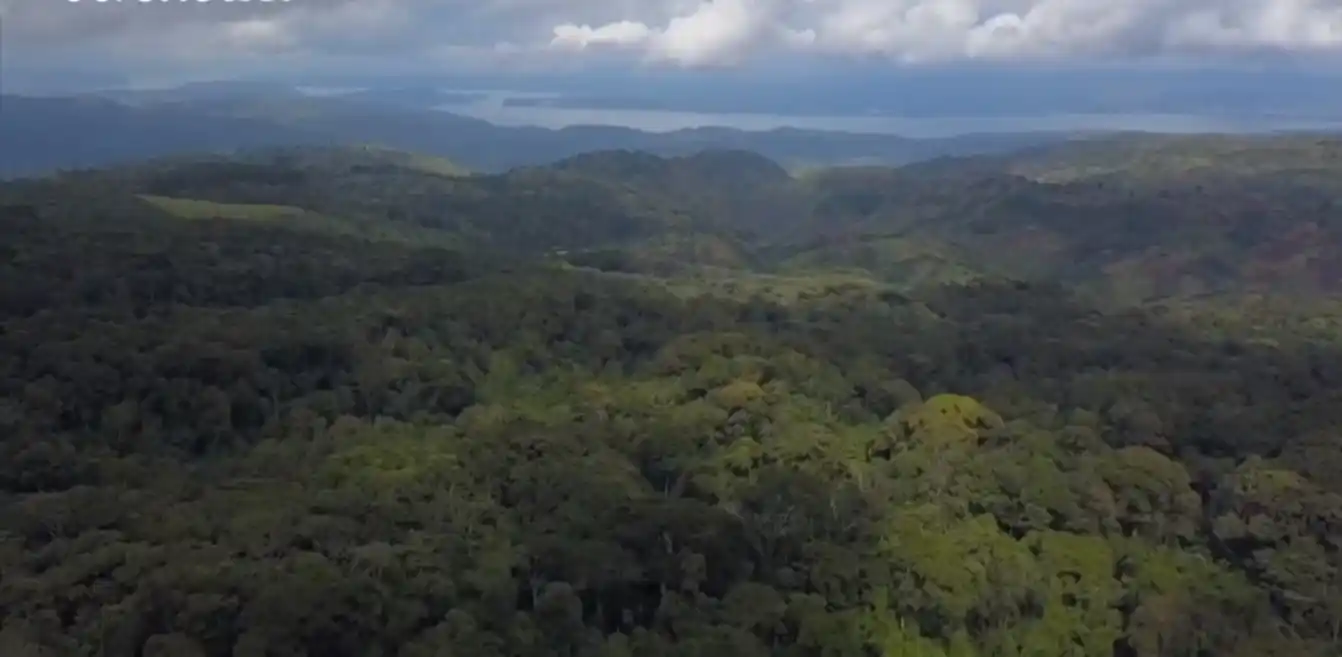 El Fondo Mundial para la Naturaleza pide la declaración de emergencia de bosque planetario