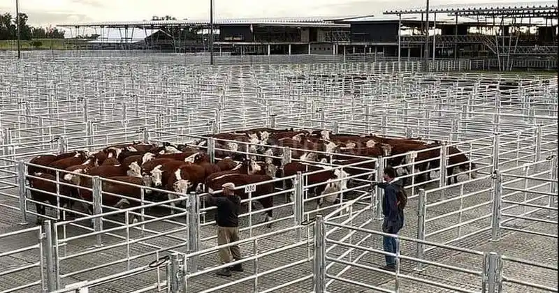 Adiós a Liniers, así comenzaron las pruebas del nuevo Mercado en Cañuelas