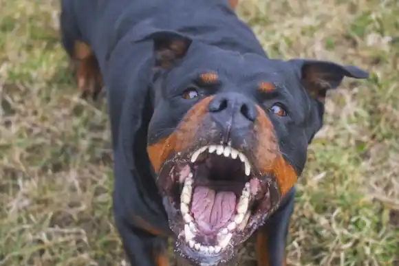Tragedia en Mendoza: una mujer de 85 años murió después de ser atacada por sus tres perros rottweiler