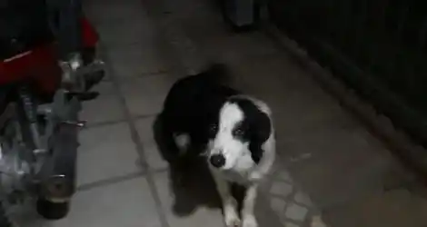 Perro encontrado