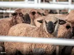 Buscan reactivar la producción ovina local con nuevas oportunidades de exportación