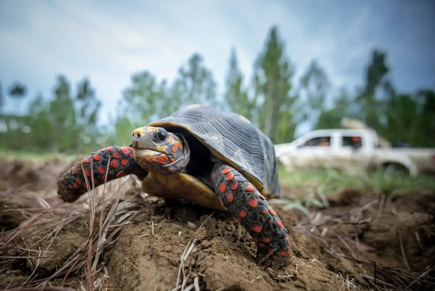 Atropellaron a tortuga de gran tamaño, le quebraron el caparazón y no la ayudaron