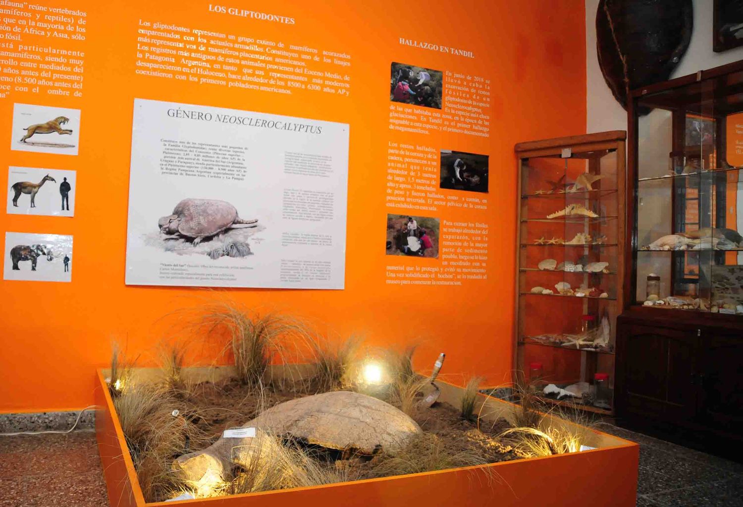 Los restos fósiles del gliptodonte se exhiben en el museo