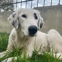 29 de abril - Día del Animal: Un homenaje a nuestros compañeros de vida