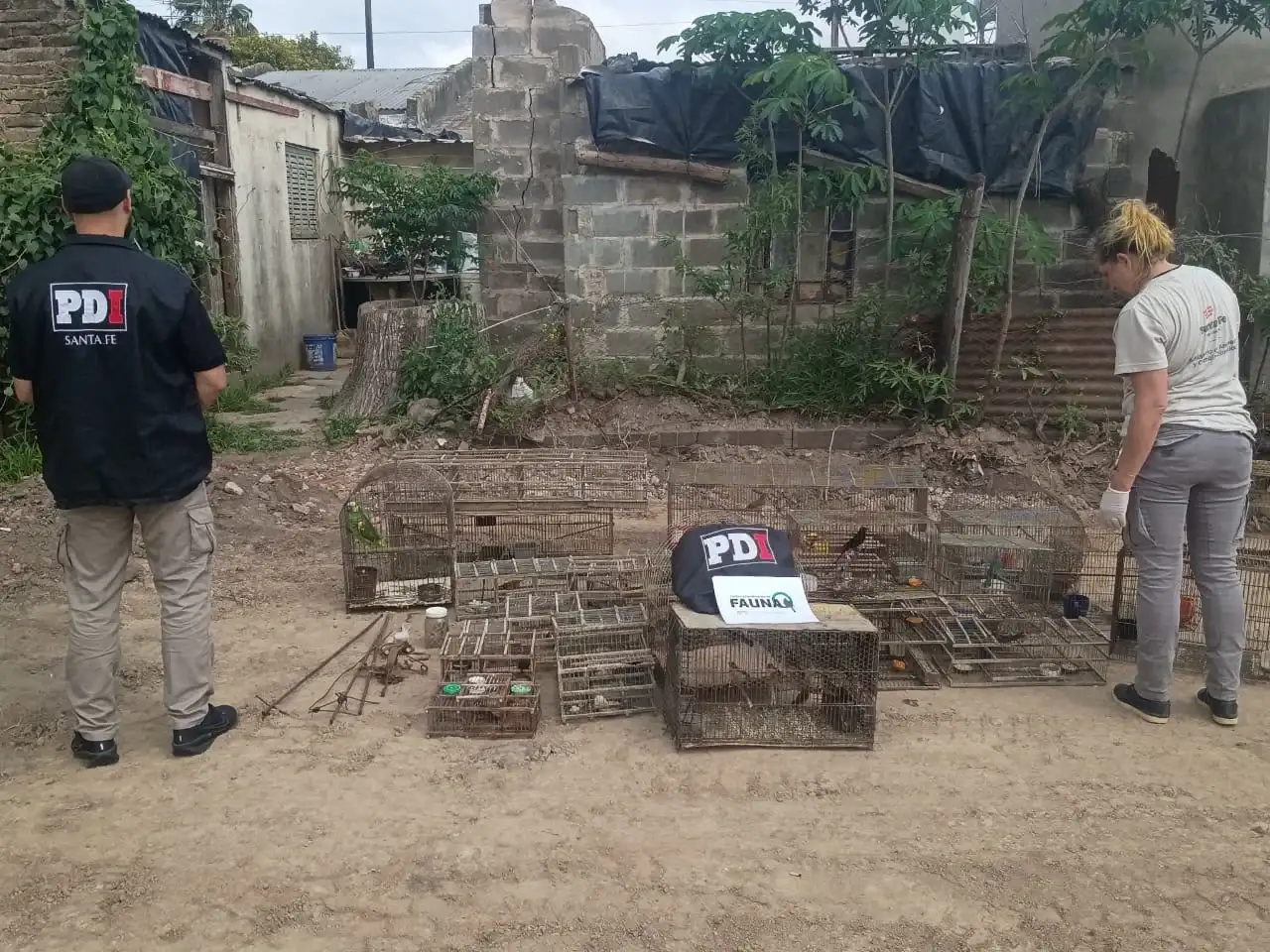 La PDI allanó una casa y secuestró 47 aves por presunta comercialización ilegal - 2