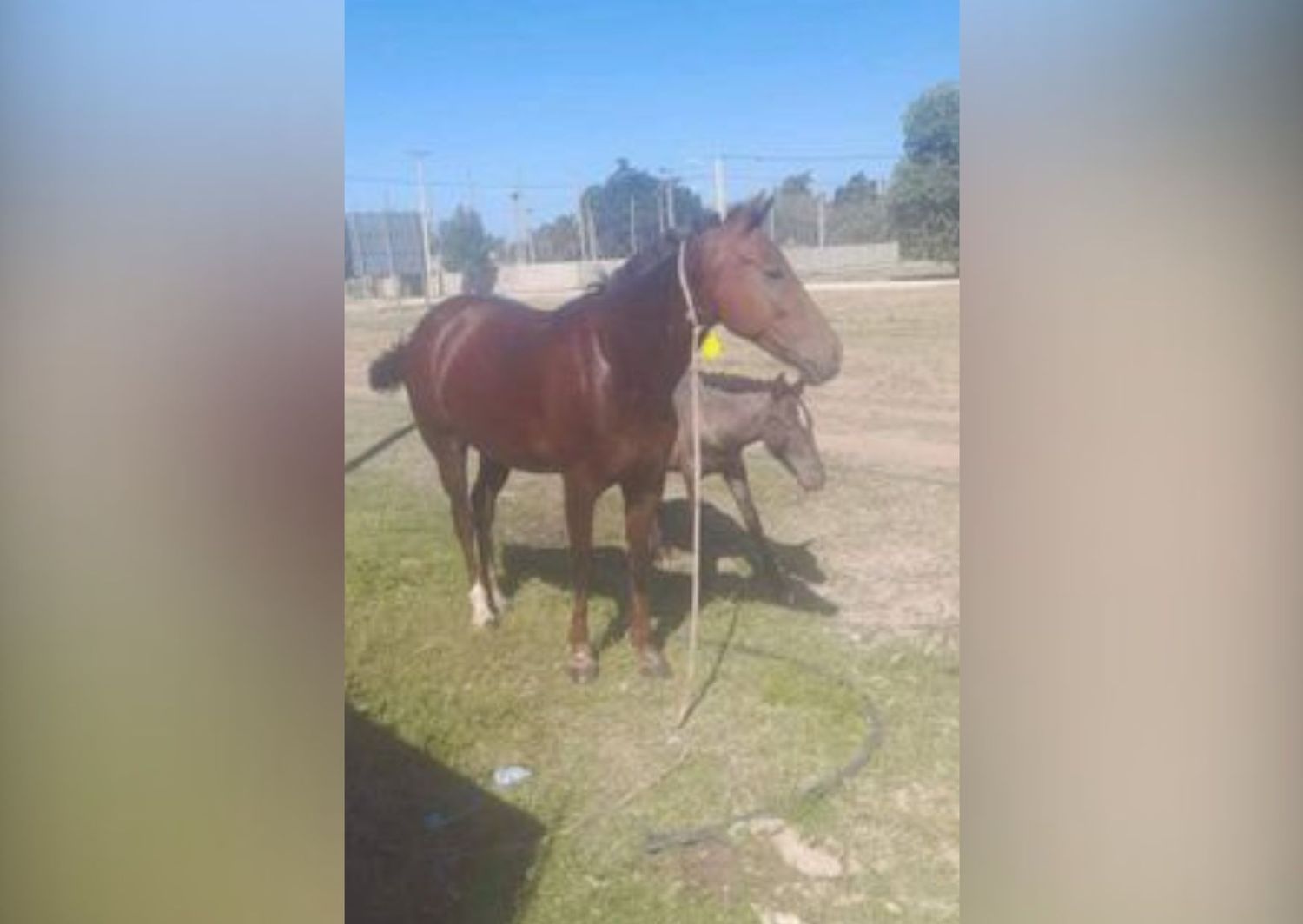 Marcos busca a estos caballos