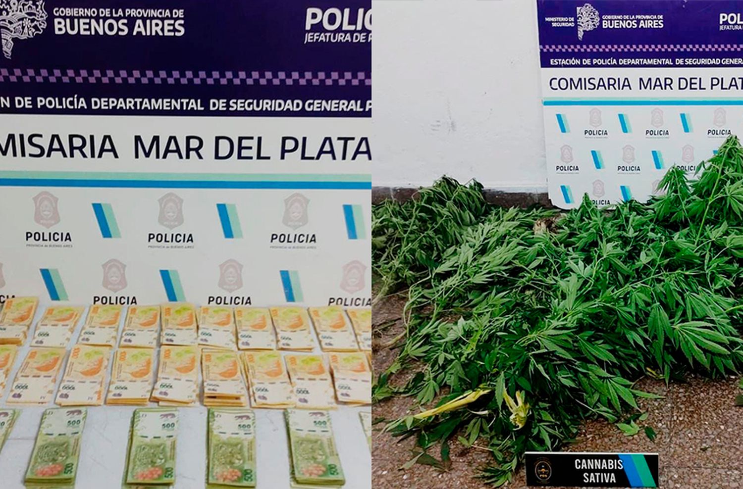 Secuestran dinero y 13 plantas de marihuana en una casa