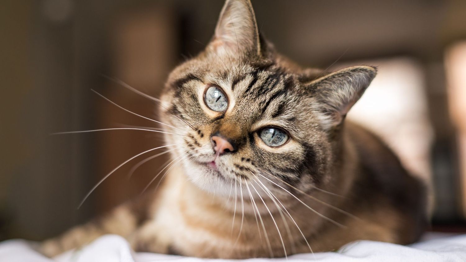 Gatos en los hogares argentinos: el desafío de una buena hidratación felina