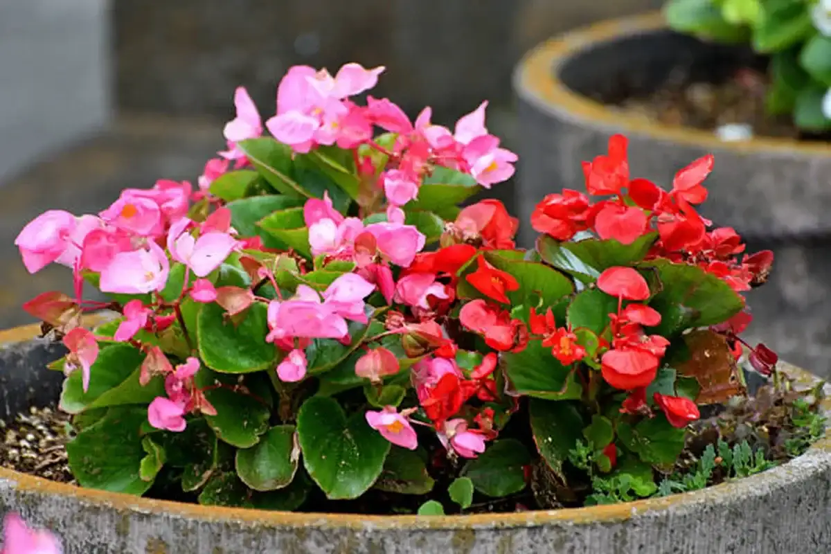 begonia - 1