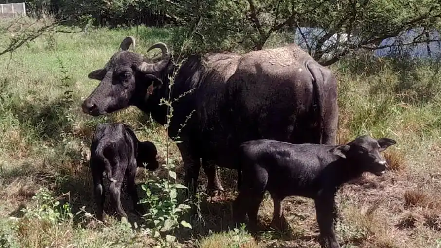 Hito en Esperanza: nacieron búfalos mellizos por primera vez en la Escuela Granja de la UNL