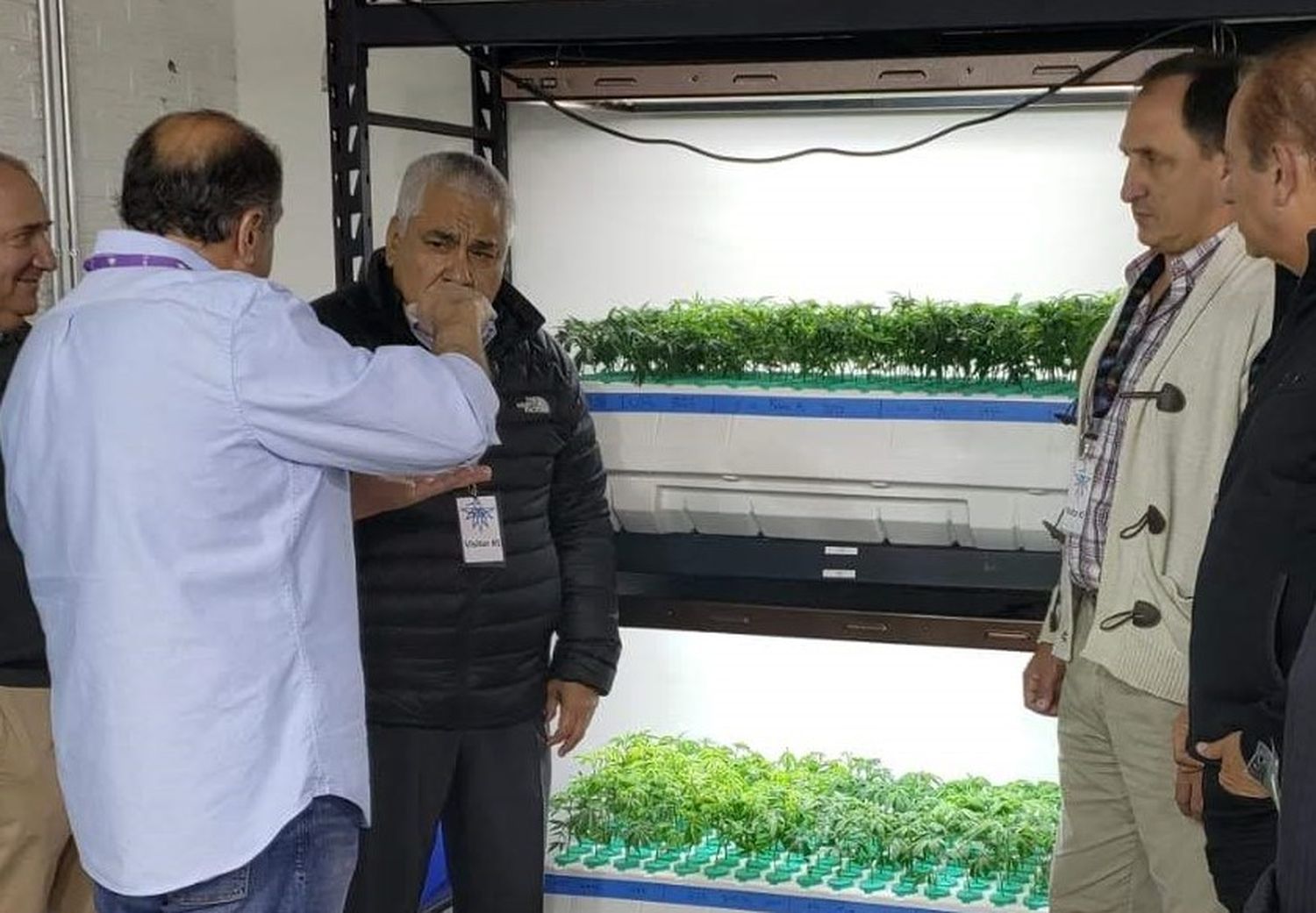 Cannabis medicinal: expectativas locales tras el decreto que reglamenta la ley