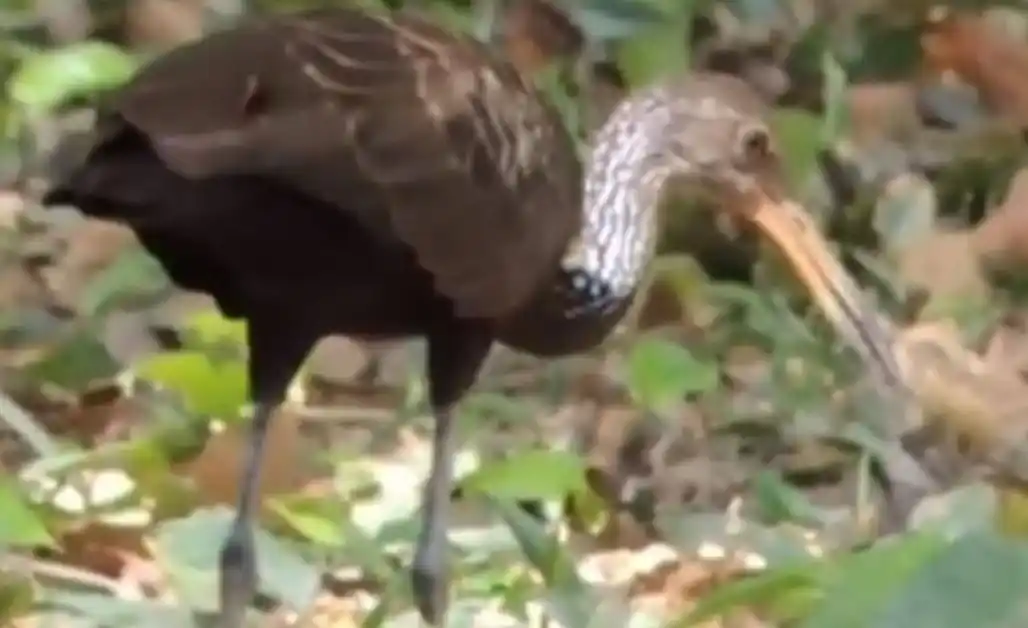 Encontraron un animal de las islas en pleno centro de Rosario