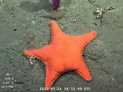 Cómo ver hoy en vivo la última transmisión del streaming de los científicos del Conicet en Mar del Plata