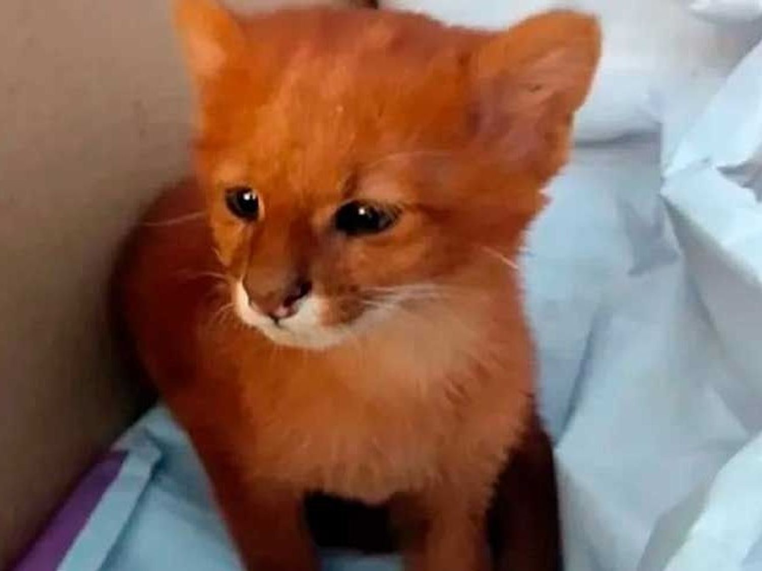Cuidan a un ejemplar de Puma Jaguarundi hallado en la zona rural antes de su reinserción al hábitat natural