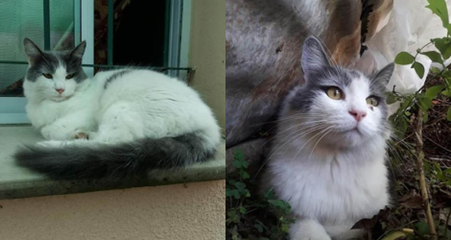 Lo buscan