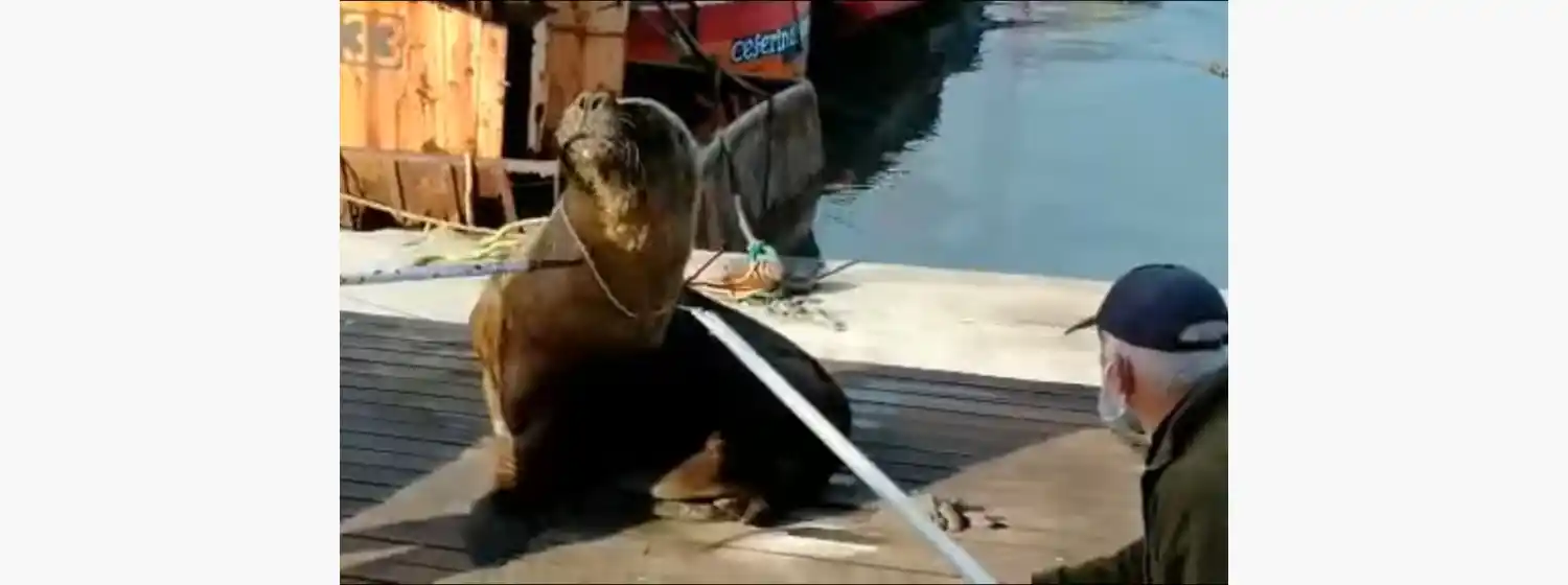 Liberaron un lobo marino atrapado en Mar del Plata