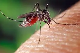 Todo el que venga de Venezuela debe estar vacunado CONTRA LA FIEBRE AMARILLA para entrar a República Dominicana