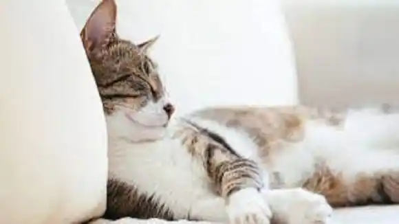 ¿TIENES GATOS? Cinco claves que te permitirán comprender a estas extraordinarias mascotas