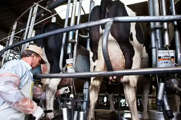 Presentarán una línea de créditos a tasa 0 % para el sector tambero