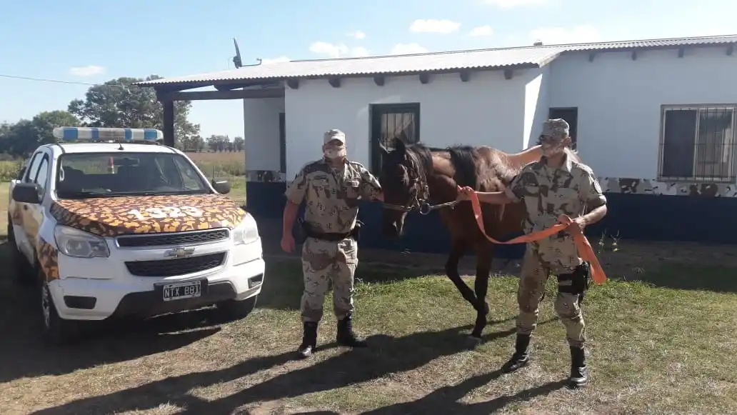 Recuperaron un caballo de carrera que había sido denunciado como robado