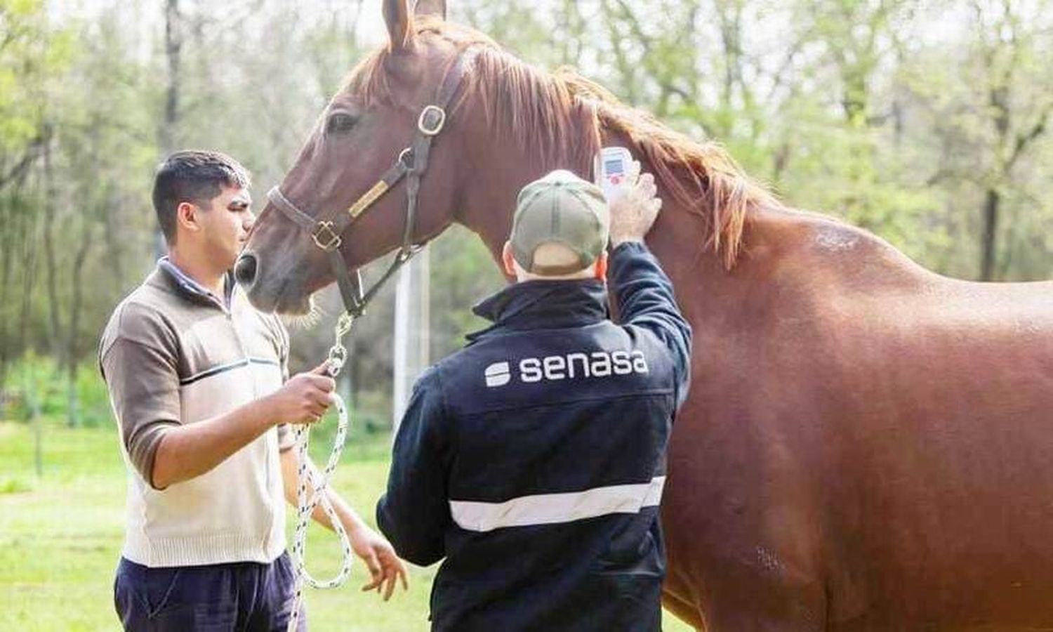 Encefalomielitis equina: se analizan
muestras de casos sospechosos