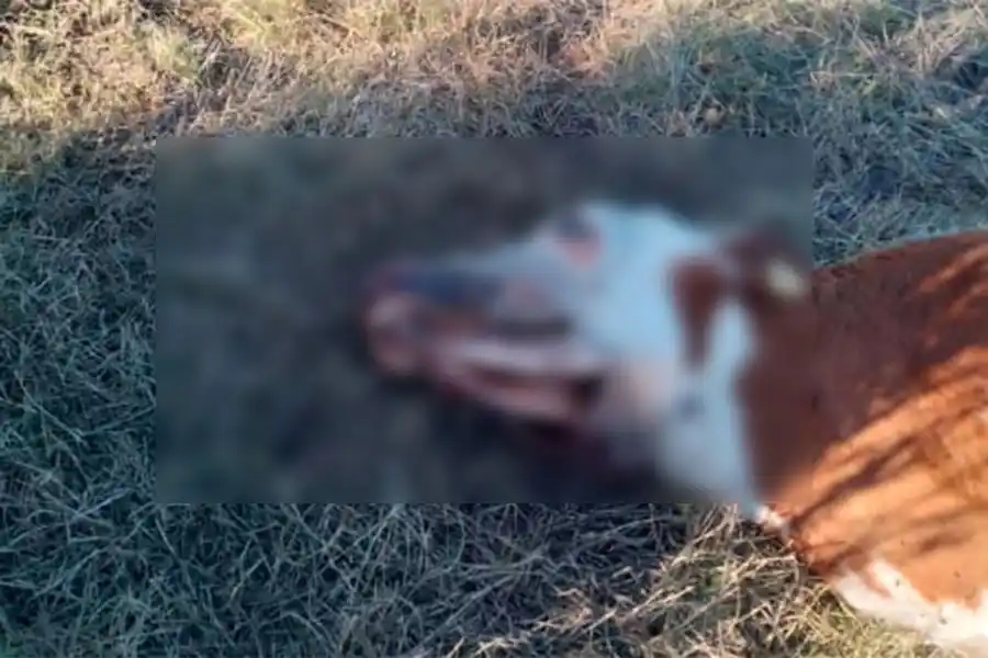 Misteriosas mutilaciones de ganado generan desconcierto en María Grande II