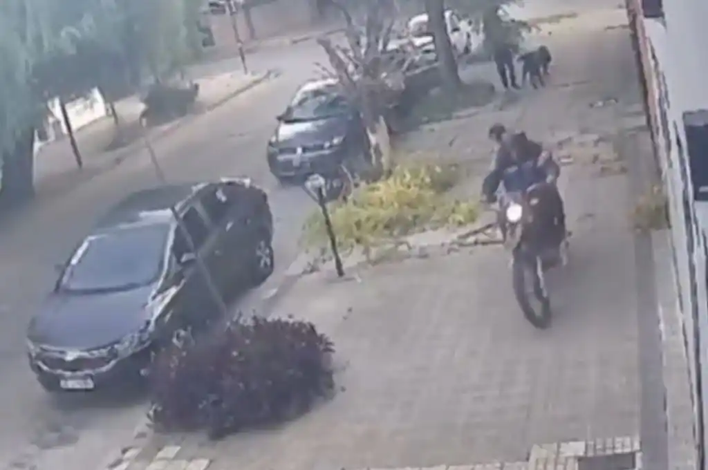 Perros evitaron un robo