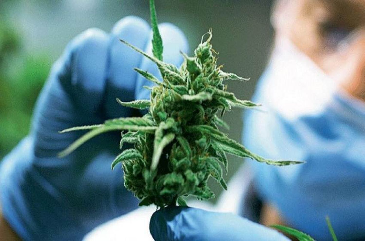 El Senado dio media sanción al proyecto de ley que establece el marco regulatorio de producción de cannabis medicinal