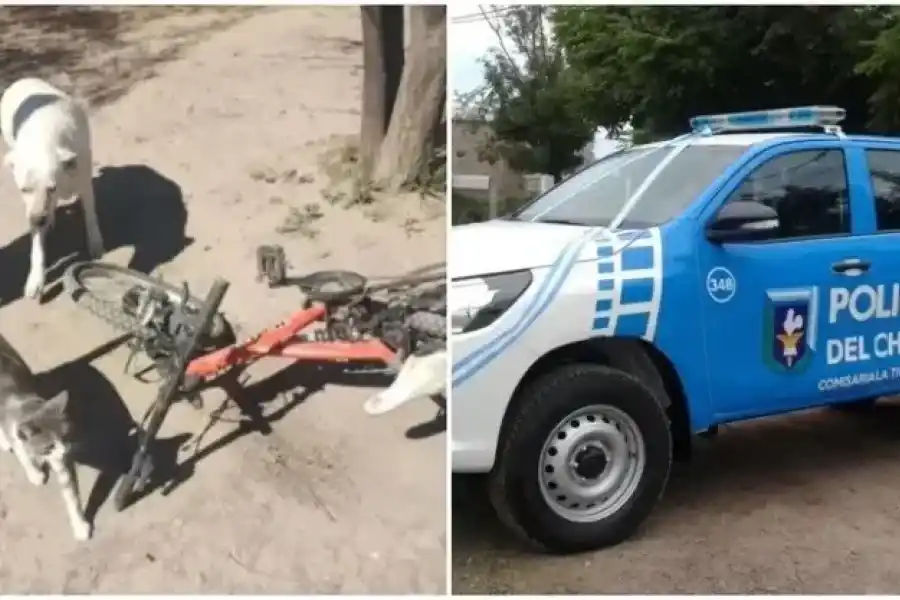 Un nene de 13 años iba a la escuela, sufrió un feroz ataque de una jauría de perros y fue hospitalizado