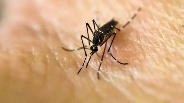 En Misiones ya se confirmaron seis casos de dengue y hay otros siete en estudio
