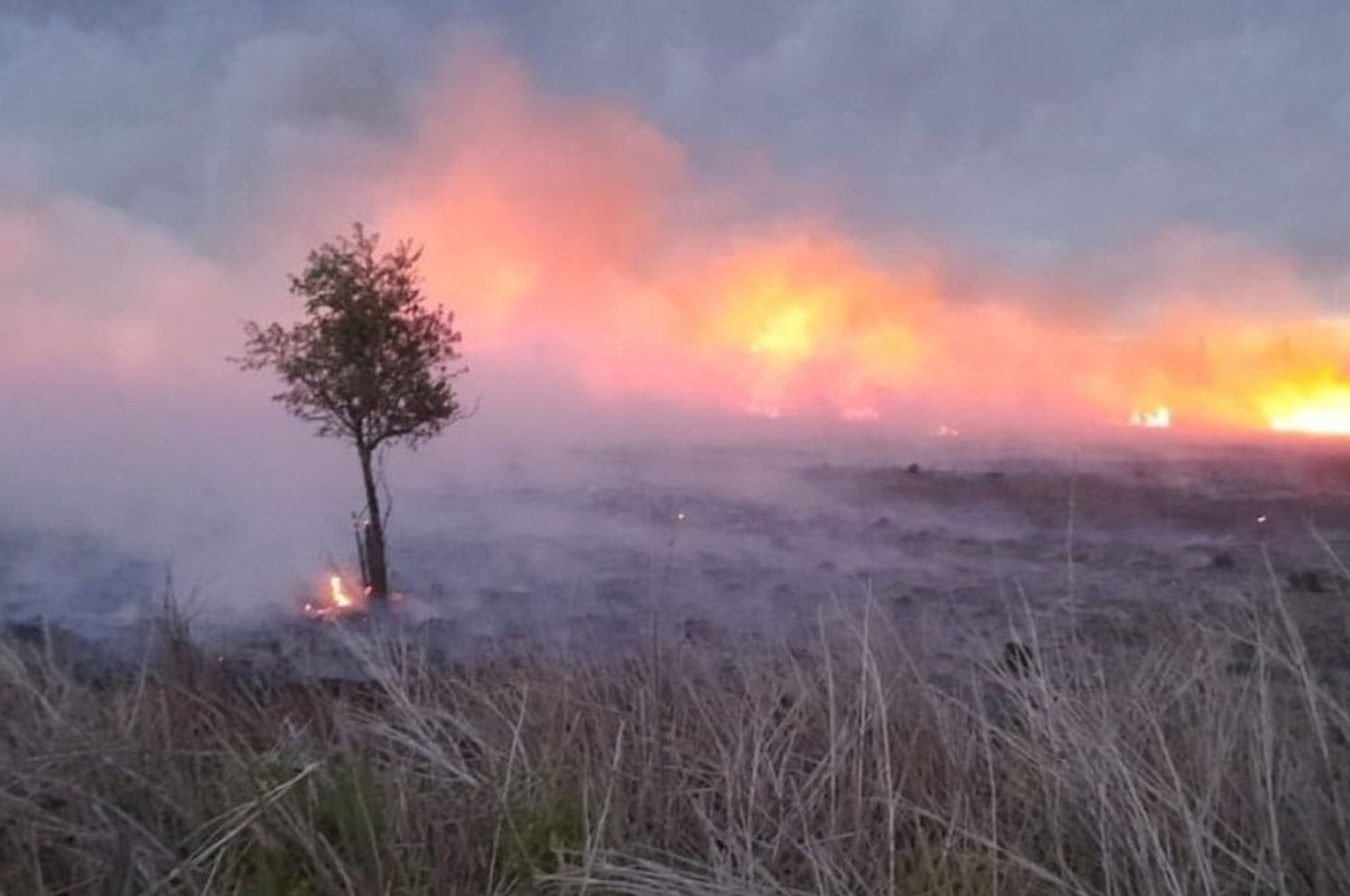 Un incendio forestal generó preocupación en Coronda