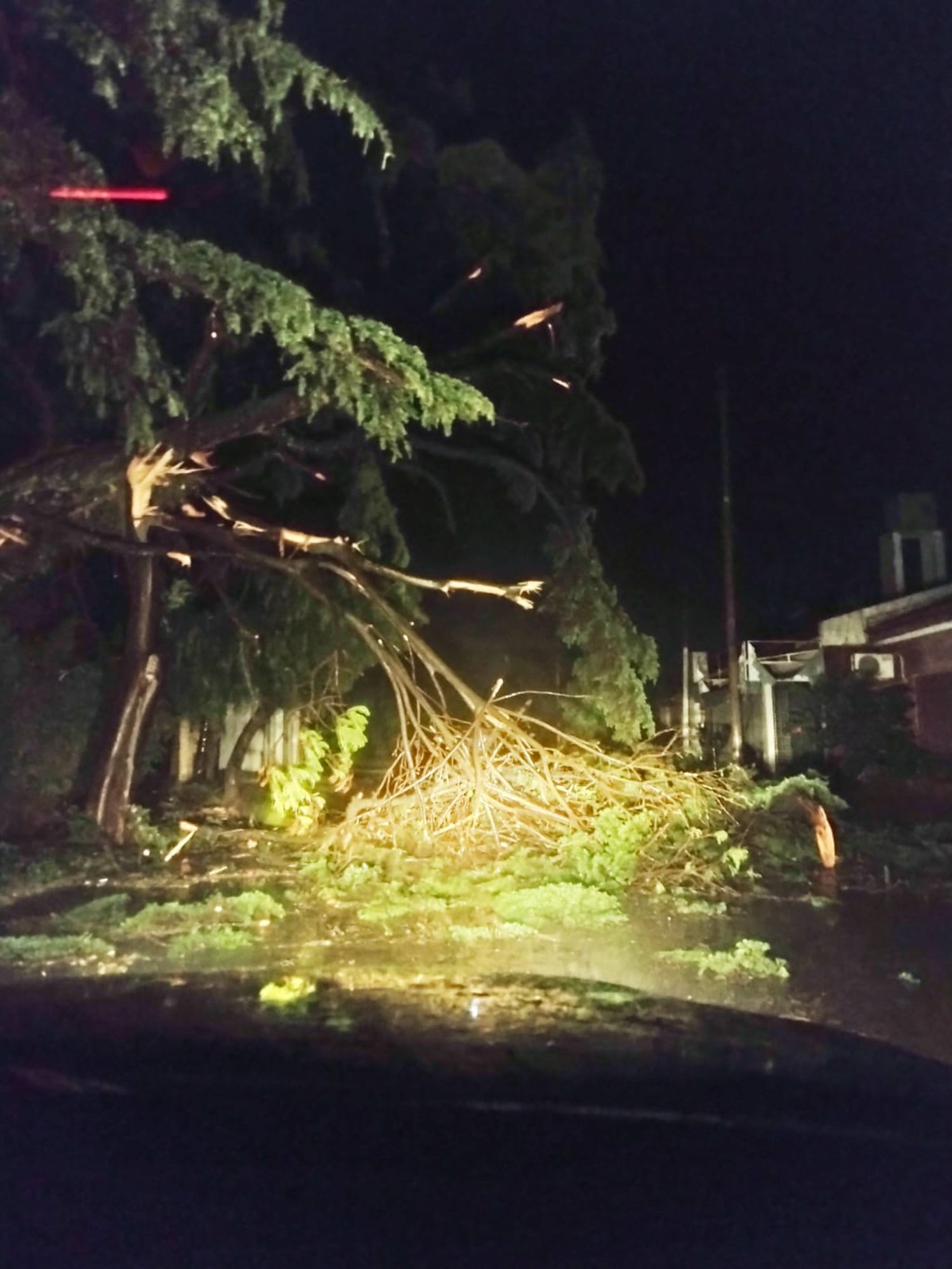 Tormenta: cayó un árbol en Caroni y Uruguay