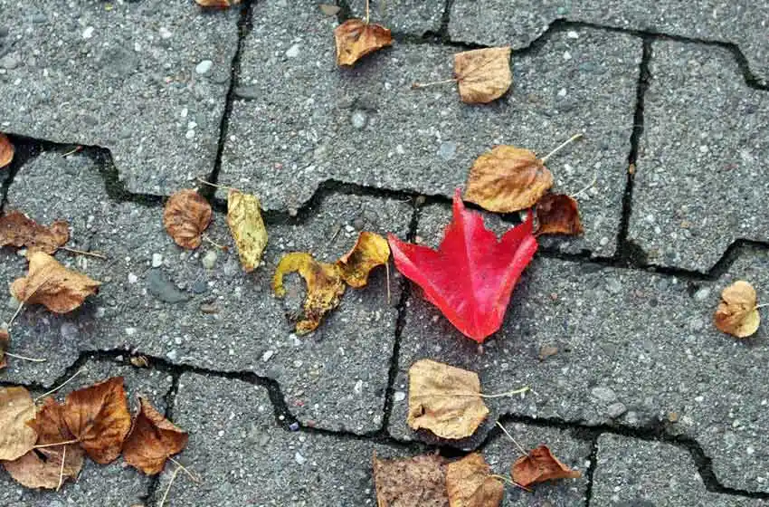 Y las hojas caen: lunes bien otoñal en la ciudad